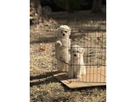 Sıfır numara maltese bebekler