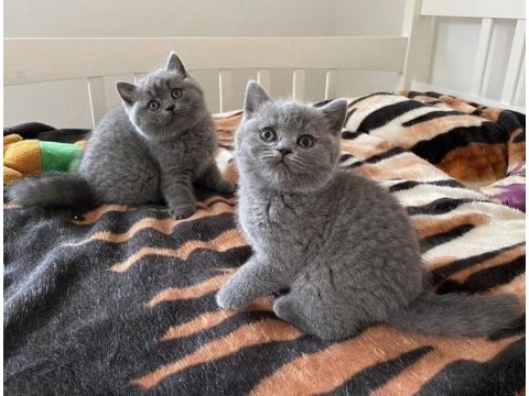 Brıtısh shorthair ayı surat yavrularım 