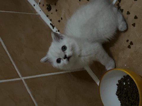 İki aylık british shorthair yavrularım sahiplendirecektir