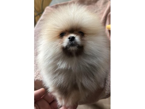 Sağlık ve ırk garantili pomeranian yavrularımız 