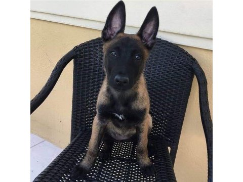 Belçika malinois yavrularımız