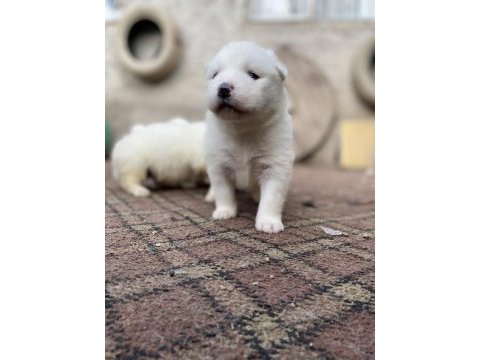 Kar beyaz samoyed yavrular ırk ve sağlık garantili