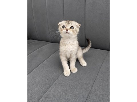 Scottish fold bebek