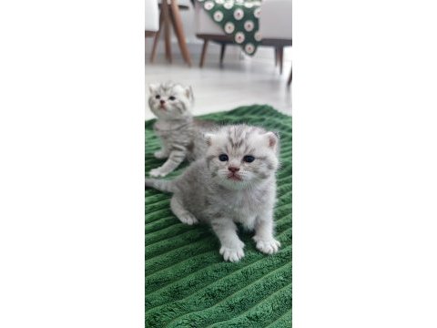 Sevgi yumağı minik yavru kediler