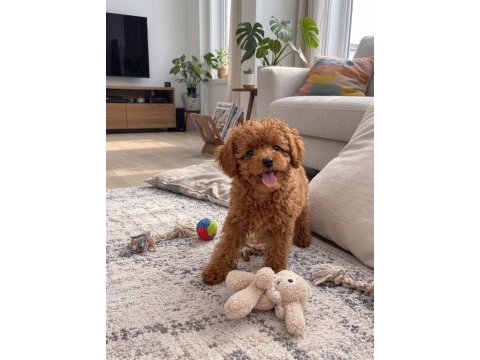 Toy poodle yavrumuz