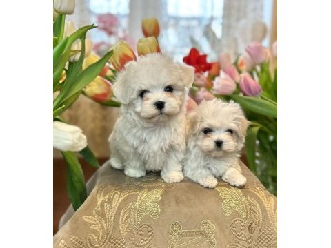 Gerçek maltese bebekler