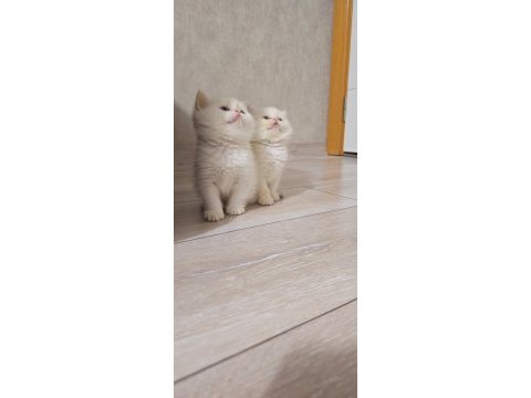 British shorthair yavrular üst kalite show her kodda yavru