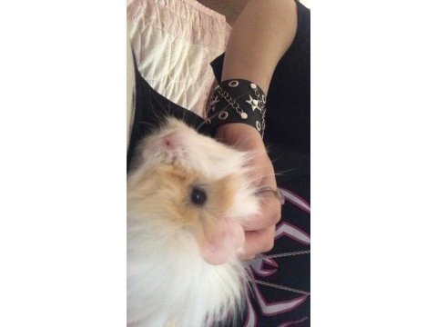 Yavru ginepig dişi