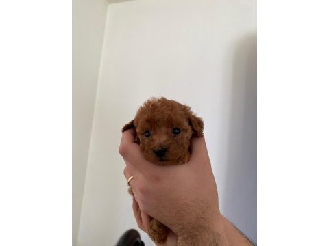 16 kasım doğumlu toy poodle