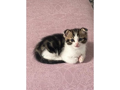 Scottish fold & straight yavrularımız