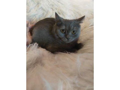 British shorthair yavrularımız