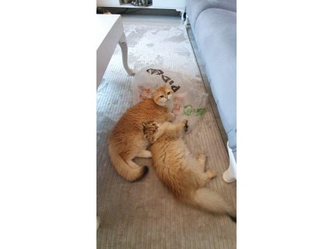 British longhair golden ny12 erkek yavrumuz