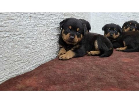 Rottweiler yavruları ırk garantilidir