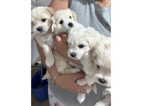 Orjinal maltese terrier bebekleri