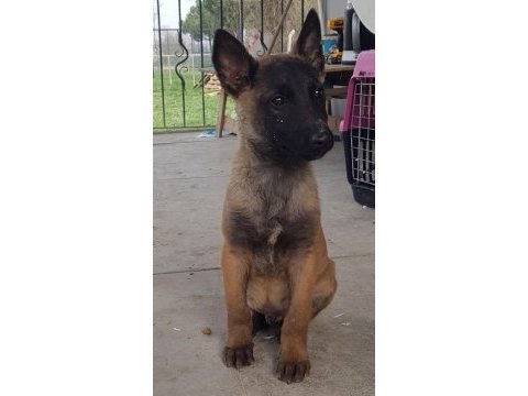Malinois köpeğimiz