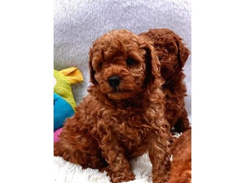 Harika kore poodle yavruları bebek surat
