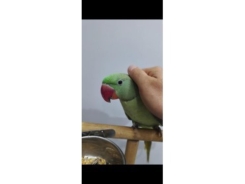 5 aylık el beslemesi erkek alexander jumbo boy full evcil