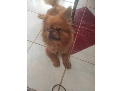Acil sahiplendirmek istiyorum pekinez köpeğimi