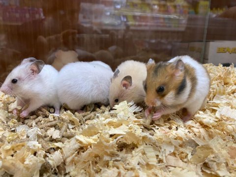 Hamster lar geldi
