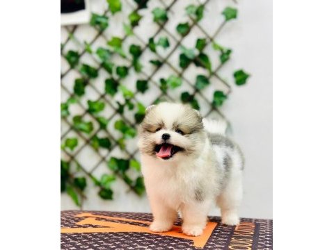 Irk garantili tedybear pomerian boo yavrular