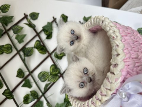 British shorthair mükemmel kalitede
