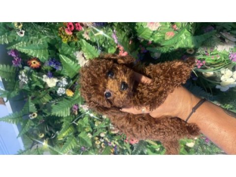 Efsane poodle yavrularımız