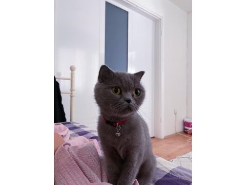 Dişi scottish fold yetişkin