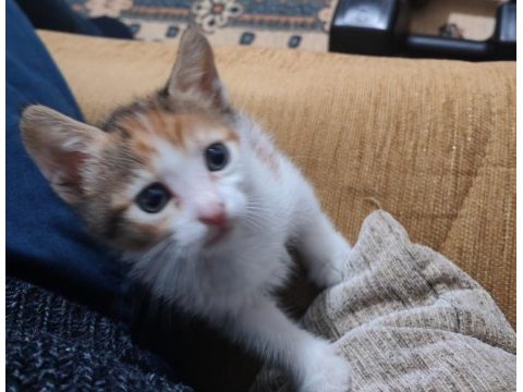 Kısır anne kedimiz ve yavruları