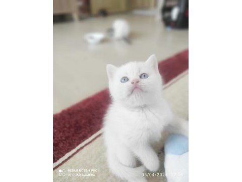 A kalite scottish fold yavrularımız