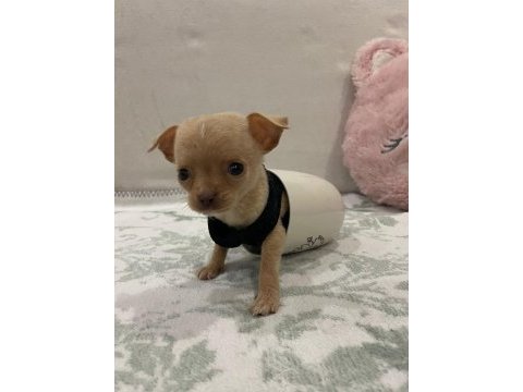 Teacup minyatür erkek chihuahua (şivava) bebek