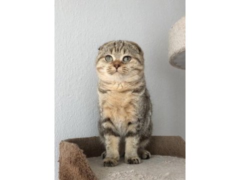 Show kalite full secereli scottish fold ve straight