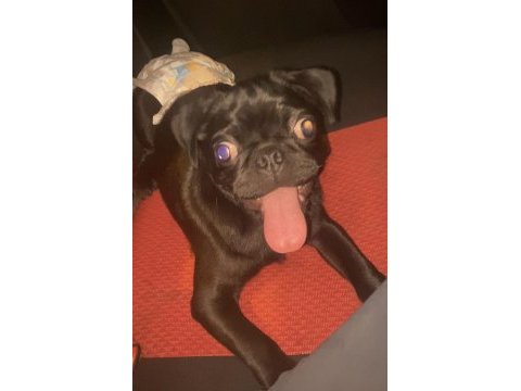 4 aylık bebek bi pug acil verilecek