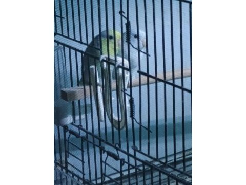 Hazır takım forpus ilgilenemediğim için sahiplendirilecek