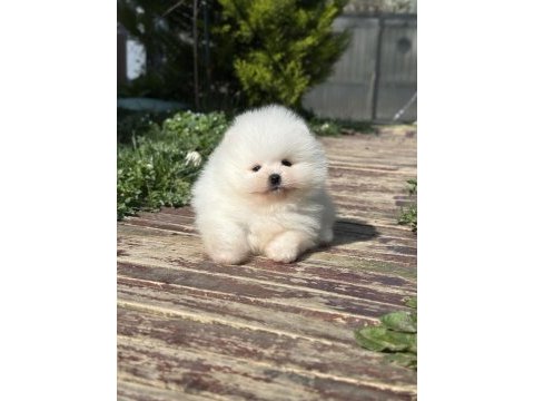 Orjinal pomeranian boo yavrularımız