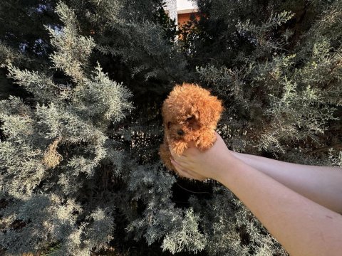 Tuvalet eğitimli evde büyüyen poodle yavrular