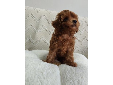 Biblo gibi poodle kızımız yeni yuvasını arıyor