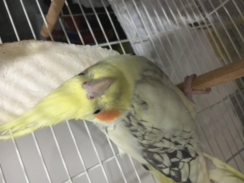 Dişi çiftleşmeye hazır sultan papağanı