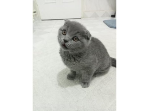 Erkek scottish fold miniğimiz