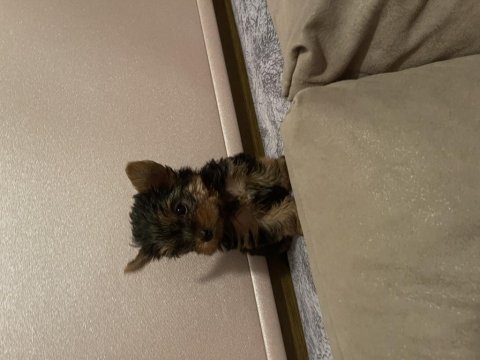 Safkan minik yorkshire terrier