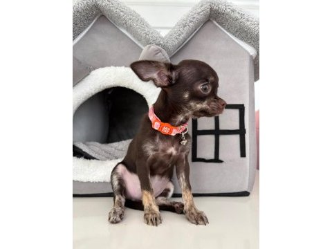 Harika 4 aylık choco dişi chihuahua elma kafa