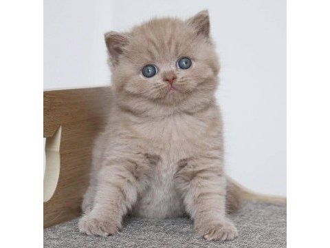 Latte lilac british shorthair