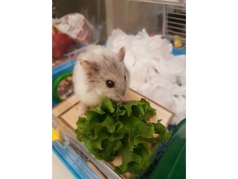 Aynı gün adrese teslim hamster yavru ve setleri