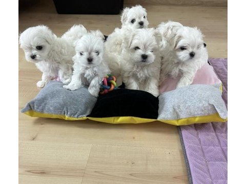Korean maltese 1.250 gram