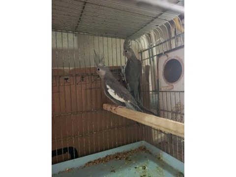 45 günlük wf yavru sultan papağanı