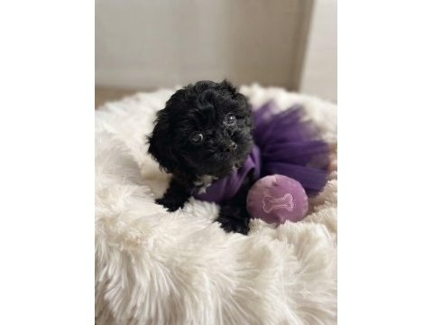 Özel renk black maltipoo kore yavrular