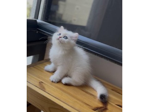 Ny1133 golden point güzellik british longhair