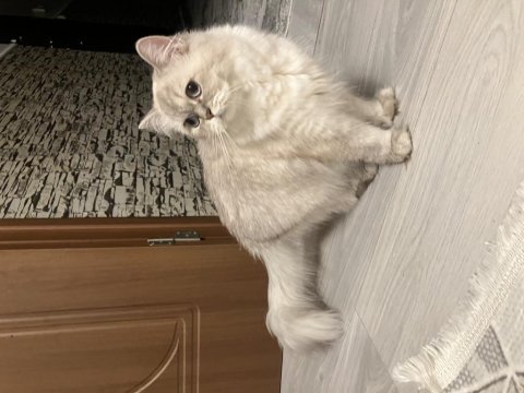 45 günlük erkek yavru british shorthair