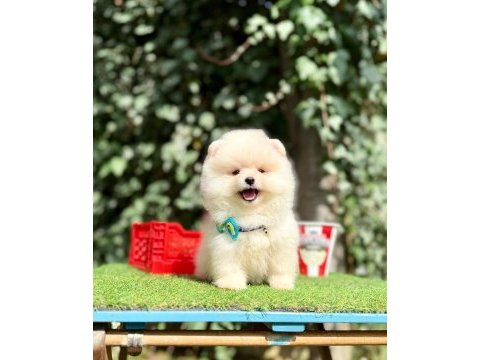 Pomeranian boo teddy bear saf en mini yavrular