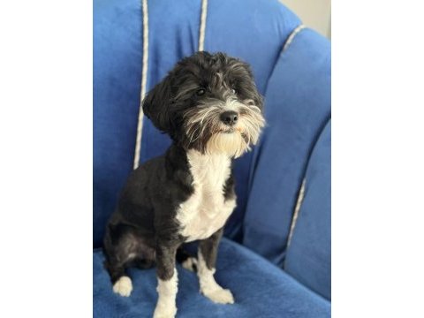 Ücretsiz sahiplenme morkie 1,5 yaşında