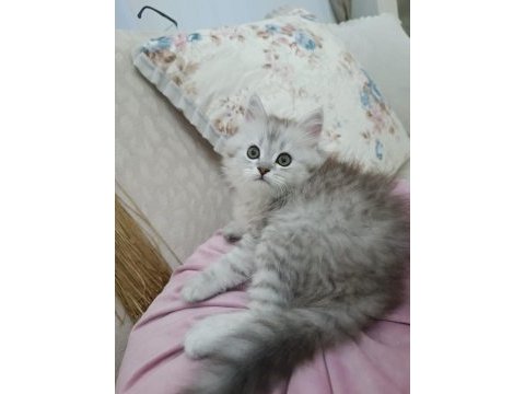 Erkek chinchilla silver yavrularımız